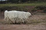 KOMONDOR 107